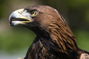 Large Bird Of Prey Imprime: Golden eagle