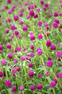 Flower Close Up Imprime: Gomphrena globosa