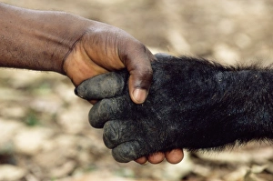 Impresiones de Orango y humano. Orango de baja tierra occidental (Gorila gorila gorila) sosteniendo la mano con un humano. Tomado en el Centro para la vida silvestre de Limbe Camerún, África Imágenes de julio de 2005: Orango y humano