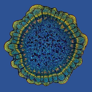 Polarised Light Microscopy Imprime: Grape vine stem, light micrograph