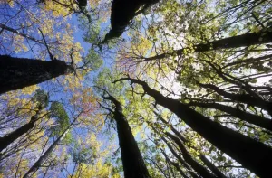 Gráficos Y Patrones Imprime: Árboles de pino Aspen