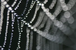 Gráficos Y Patrones Imprime: Red de araña impregnada de rocío.