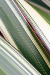 Gráficos Y Patrones Imprime: Hojas de Phormium