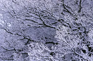 Oak Tree Branches Imprime: Snow on branches
