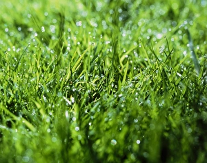 Green Grass Imprime: Grass