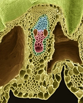 Plant Vascular System Imprime: Grass stem, SEM