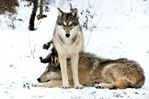 Imágenes fechadas en 2014: Gray wolf
