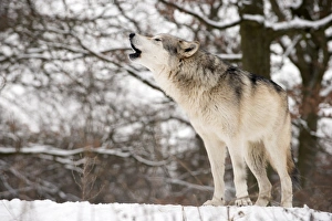 Imágenes fechadas en marzo de 2013: Lobo gris aullando