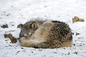 Gray Wolf Behavior Imprime: Gray wolf sleeping
