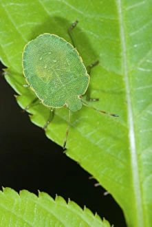Green Leaf Insects Imprime: Green shield bug