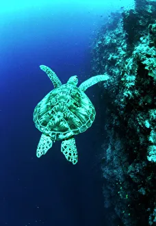Tortuga verde