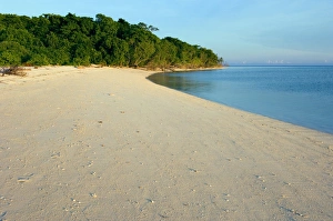 Turtle Conservation Efforts Imprime: Green turtle nesting beach