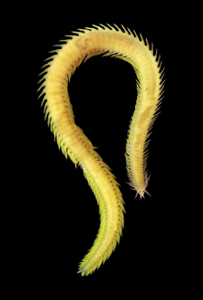 Sea Creatures Imprime: Greenleaf worm