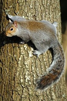 UK Wildlife Imprime: Grey squirrel on a tree