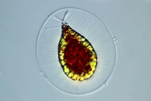 Light Microscopy Images Imprime: Haematococcus alga, light micrograph