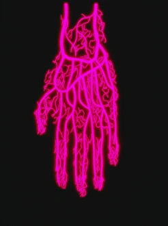 Human Hand Anatomy Imprime: Hand circulation
