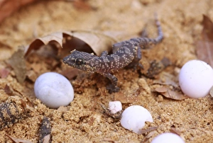 Impresiones de El gecko sale de su huevo Imágenes fechadas en enero de 2012: Gecko que sale del huevo