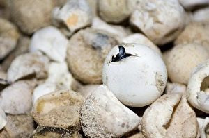 Turtle Conservation Efforts Imprime: Hatching green turtle