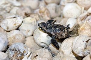 Endangered Sea Turtles Imprime: Hatching hawksbill turtle