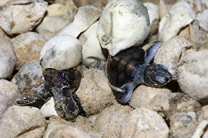Turtle Conservation Efforts Imprime: Hatching turtles