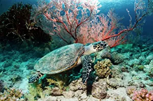 Impresiones de La tortuga de hacha (Eretmochelys imbricata) nadando sobre un arrecife coralino. Esta tortuga marina está en peligro crítico y se encuentra protegida como especie Imágenes fechadas en septiembre de 2010: Tortuga de carey