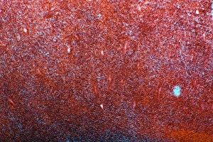 Corylus Avellana Images Imprime: Hazel nut, light micrograph
