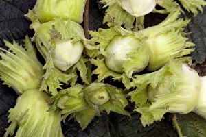 Autumn Foliage Photos Imprime: Hazel nuts