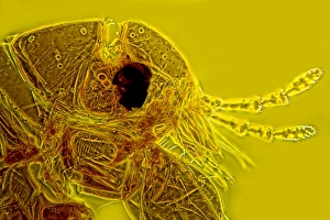 Light Micrograph Imprime: Head of a human flea, light micrograph