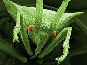 Scanning Electron Micrograph Insects Imprime: Head of a shield bug, SEM