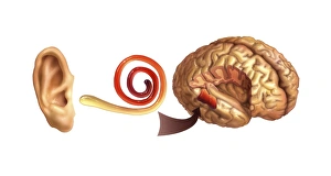 Inner Ear Anatomy Imprime: Hearing centre, artwork