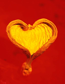 Conceptual Heart Image Imprime: Heart-shaped nutshell