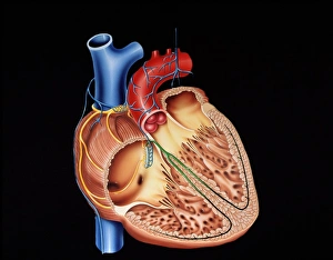 Human Heart Anatomy Imprime: Heart structure