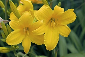 Perennial Garden Plants Imprime: Hemerocallis Azor