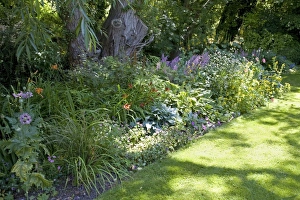 Herbaceous Border Imprime: Herbaceous Border