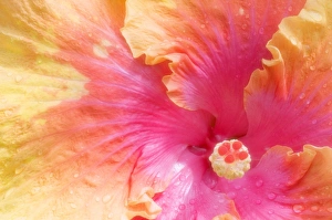 Tropical Plant Imprime: Hibiscus (Hibisucus The Path )