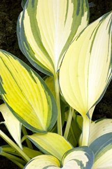Botanical Beauty In Nature Imprime: Hosta Remember Me