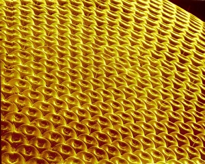 Insect Compound Eyes Imprime: Hover fly compound eye, SEM