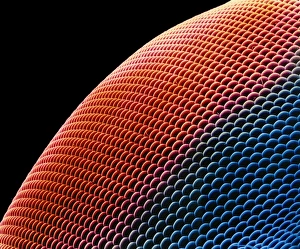 Compound Eye Structure Imprime: Hover fly eye, SEM