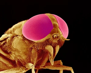 Compound Eye Anatomy Imprime: Hover fly head, SEM