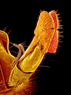 Insect Mouthparts SEM Imprime: Hover fly proboscis, SEM
