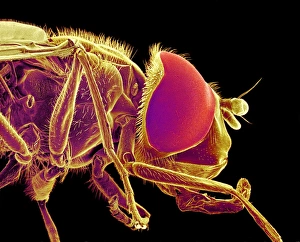Compound Eye Structure Imprime: Hover fly, SEM