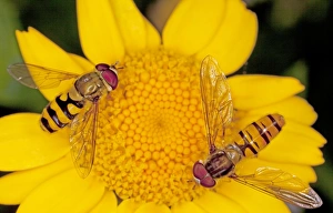 Episyrphus Balteatus Imprime: Hoverflies