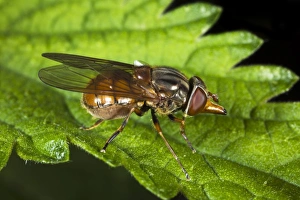 Impresión enmarcada : Hoverfly. Mariposa libelina (Rhingia campestris) sobre una hoja