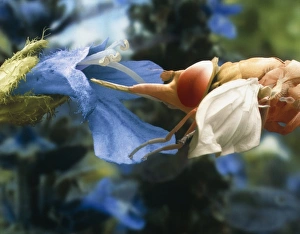 Impresiones de La alimentación del volador comestor. Micrografía de escaneo electrónico colorida (SEM) de un volador comestor (Rhingia campestris) que se alimenta a una flor de bugle (Ajuga reptans) Imágenes fechadas en 1999: Alimento de mosca voladora en SEM