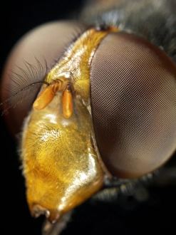 Insect Antennae Structure Imprime: Hoverfly head