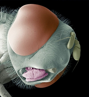 Insect Anatomy SEM Imprime: Hoverfly head, SEM