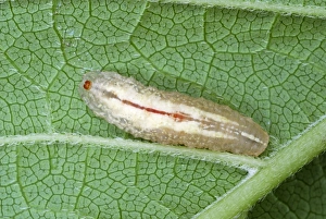 Leaf Dwelling Insects Imprime: Hoverfly larva