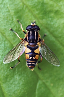 British Wildlife Photoshoots Imprime: Hoverfly on a leaf