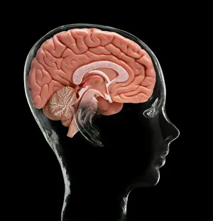 Cerebral Cortex Structure Imprime: Human brain, model