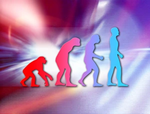 Human Evolution Stages Imprime: Human evolution
